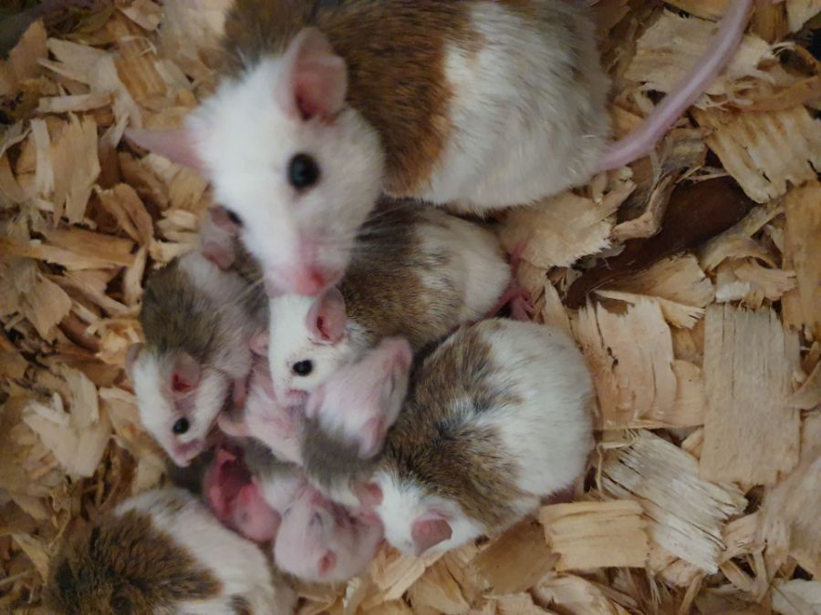 What are African Soft Furred Mice?